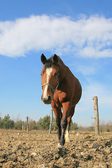 Image showing Portrait of a Horse