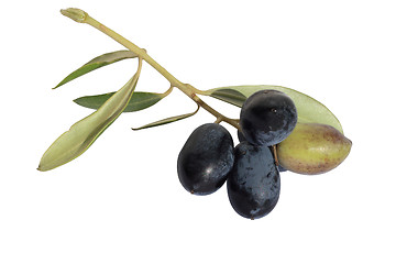 Image showing olives on branch