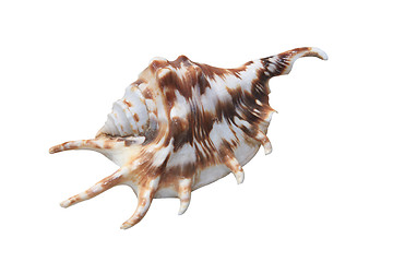 Image showing Sea Shell