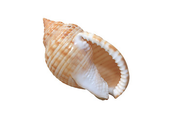 Image showing Sea Shell