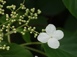 Image showing Flower_30.06.2001