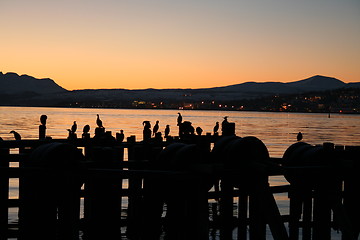 Image showing Birds on Old dock