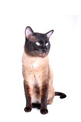 Image showing Siamese cat 