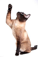 Image showing Siamese cat 