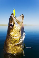 Image showing Walleye fishing