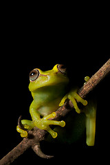 Image showing Hypsiboas cinerascens