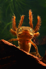 Image showing larva crested newt