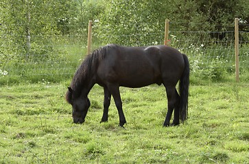 Image showing Horse