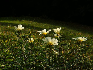 Image showing Sunset Flowers