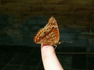 Image showing Butterfly sitting on my finger.