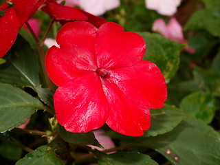 Image showing Beautiful red flower