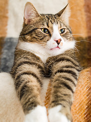 Image showing Domestic Cat