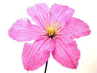 Image showing clematis