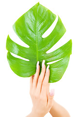 Image showing female hands with green leaf