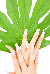 Image showing female hands with green leaf