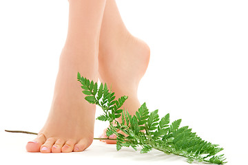 Image showing female feet with green leaf