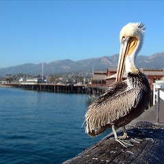 Image showing Pelican