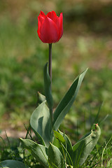 Image showing red tulip 