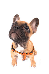 Image showing french bulldog