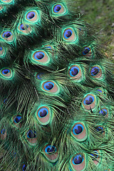 Image showing peacock background
