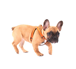 Image showing french bulldog