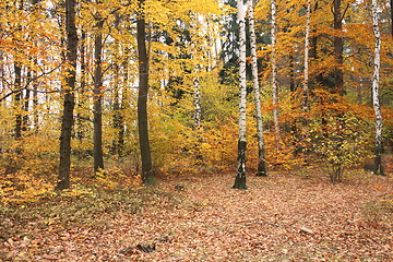 Image showing autumn forest