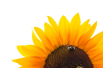 Image showing sunflower