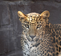 Image showing cheetah