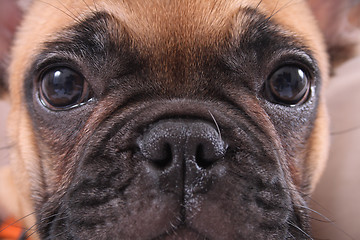 Image showing french bulldog