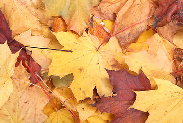 Image showing autumn leaves 