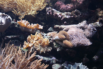 Image showing aquarium background