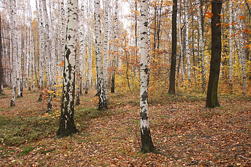 Image showing autumn forest