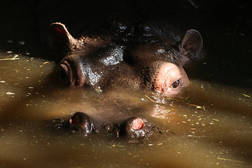 Image showing head of hippo