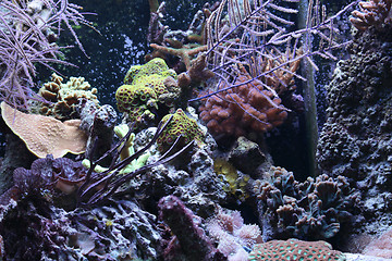 Image showing aquarium background