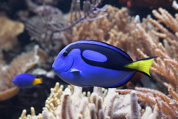 Image showing aquarium background