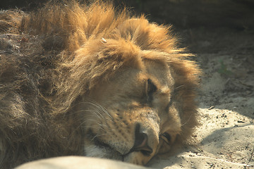 Image showing lion is resting 