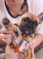 Image showing french bulldog