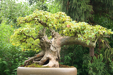 Image showing bonsai tree