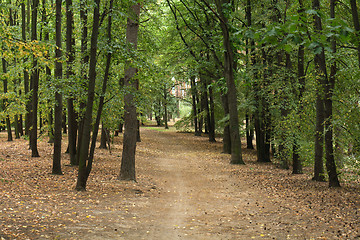 Image showing autumn forest