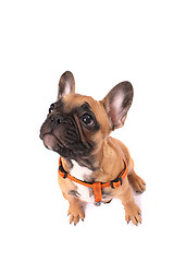 Image showing french bulldog