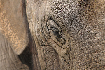 Image showing elephant head