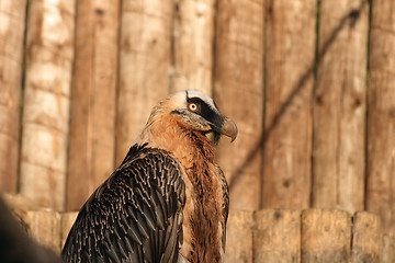 Image showing vulture