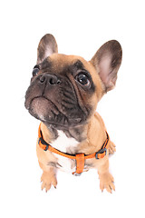 Image showing french bulldog