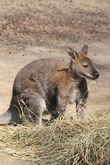 Image showing kangaroo