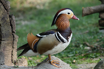 Image showing small duck