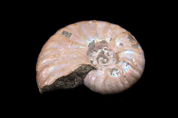 Image showing old fossil 