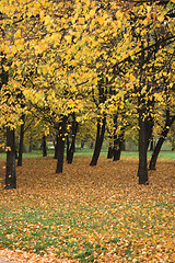 Image showing autumn forest