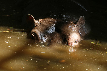 Image showing head of hippo