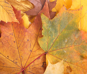 Image showing autumn leaves 