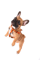 Image showing french bulldog